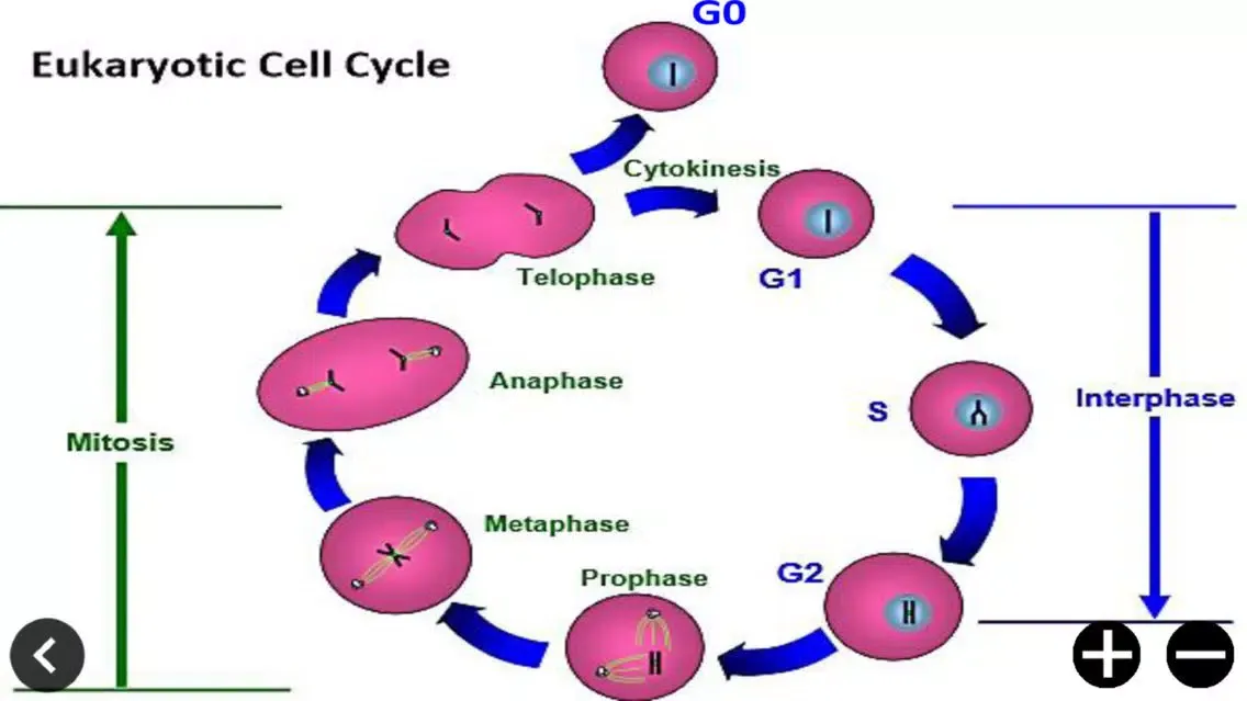 Capturas de pantalla de CellCycle
