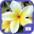Flowers HD Wallpapers