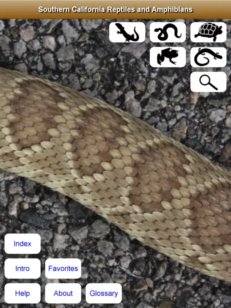 Ảnh chụp màn hình của Southern California Reptiles and Amphibians iPad 