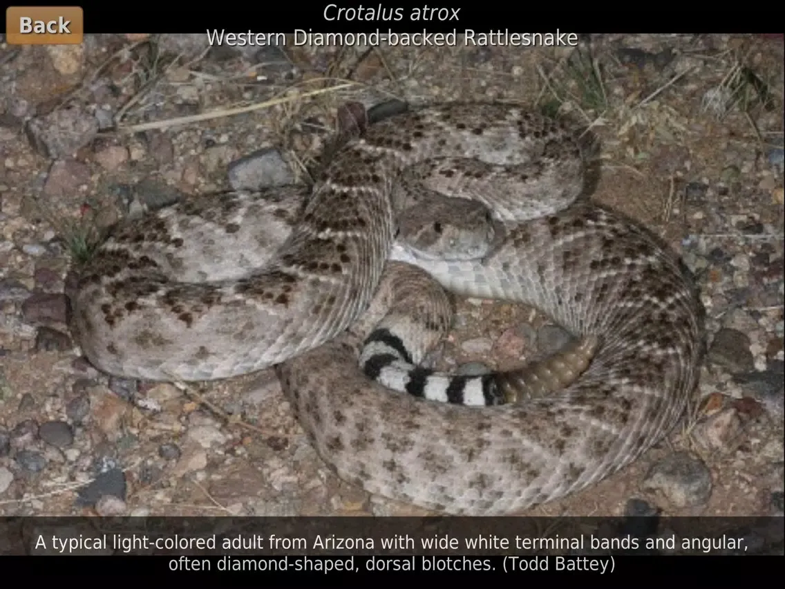 Ảnh chụp màn hình của Southern California Reptiles and Amphibians iPad 