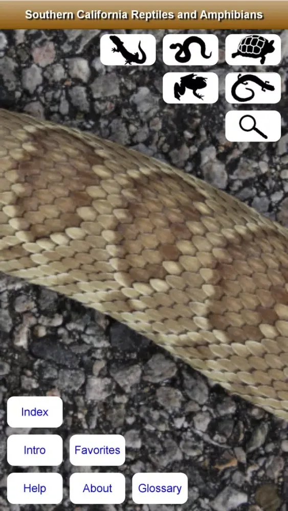 Ảnh chụp màn hình của Southern California Reptiles and Amphibians