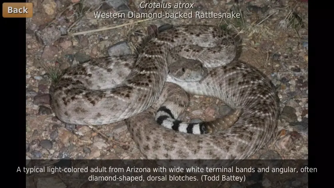 Ảnh chụp màn hình của Southern California Reptiles and Amphibians