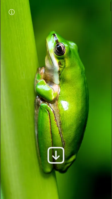 WLPPR - backgrounds wallpapers应用截图