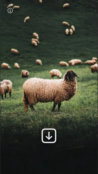 WLPPR - backgrounds wallpapers应用截图