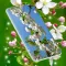 Cherry Blossom Live Wallpaper