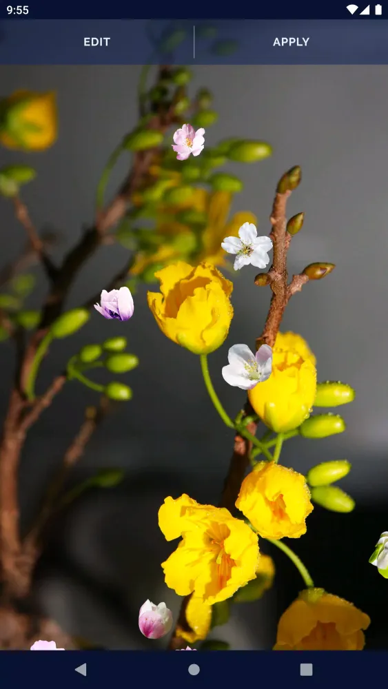 Cherry Blossom Live Wallpaper Screenshots