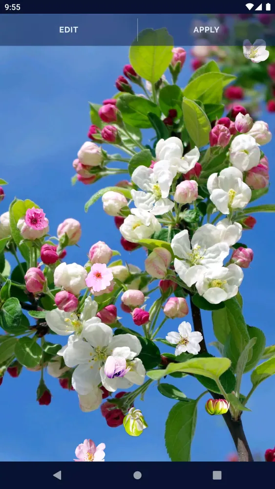 Cherry Blossom Live Wallpaper Screenshots