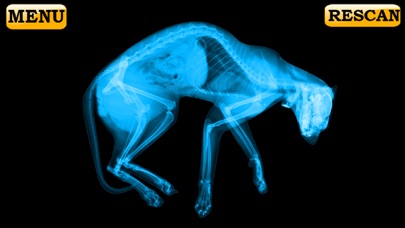 Xray Scanner Pet Cat Prank应用截图