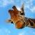 Giraffe Wallpaper