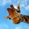 Giraffe Wallpaper