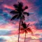 Palm Tree Wallpaper
