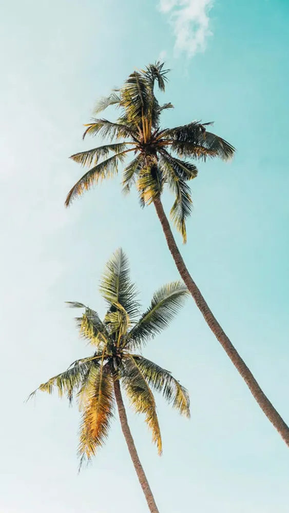 Tangkapan layar Palm Tree Wallpaper