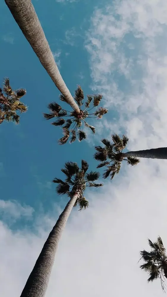 Tangkapan layar Palm Tree Wallpaper