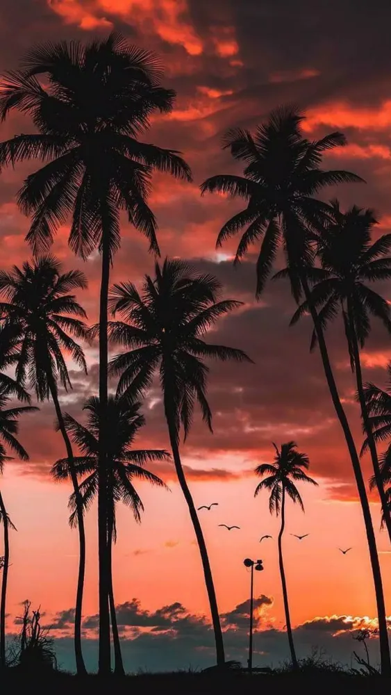 Tangkapan layar Palm Tree Wallpaper