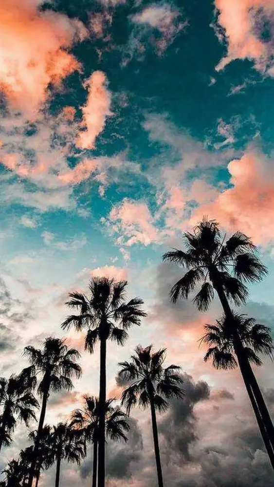 Tangkapan layar Palm Tree Wallpaper