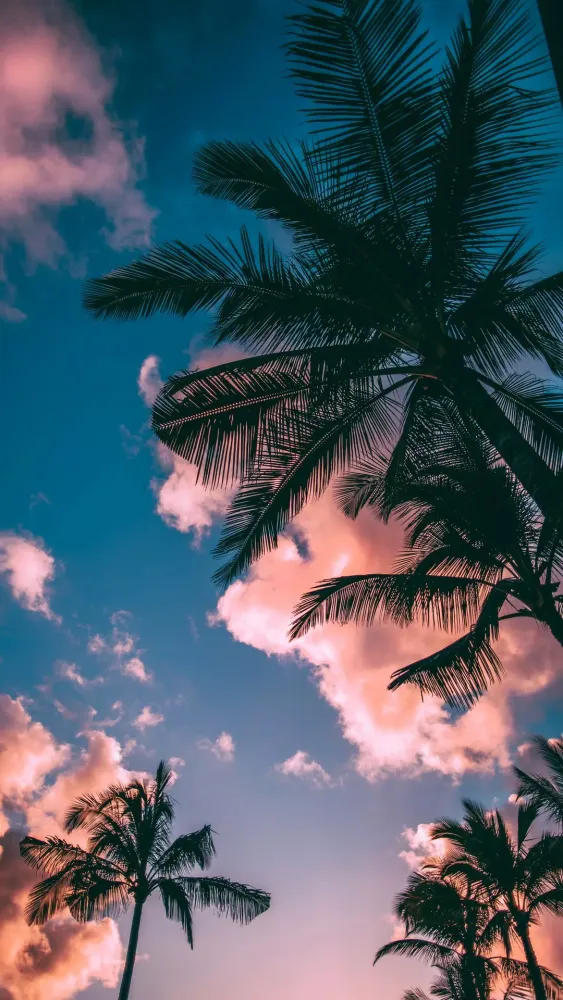 Tangkapan layar Palm Tree Wallpaper