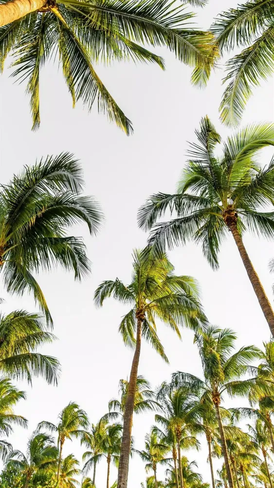 Tangkapan layar Palm Tree Wallpaper
