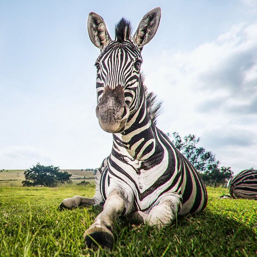 Zebra Wallpaper
