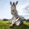 Zebra Wallpaper