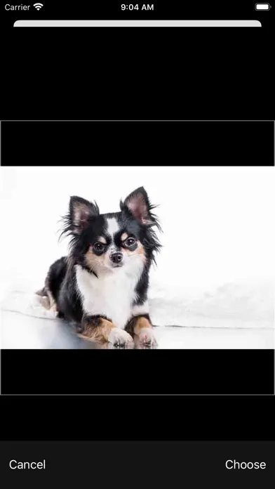 صور dog background remover