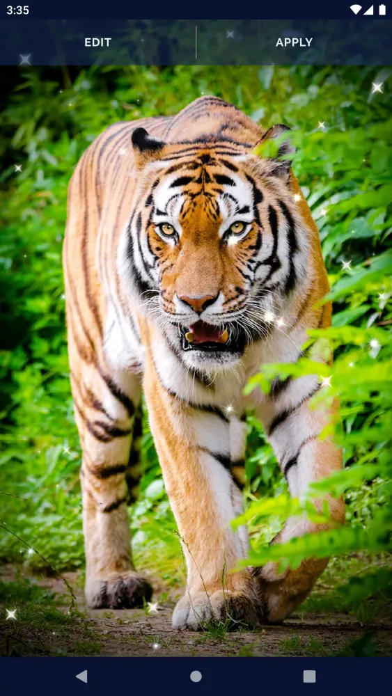 Tiger Live Wallpapers Screenshots