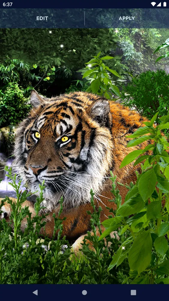 Brave Tiger Live Wallpaper Screenshots
