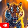 Tiger Wallpapers 4K