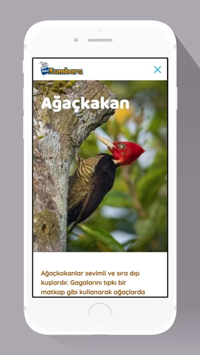 Kumbara Dergisi Screenshots