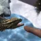 AR Mythical Creatures
