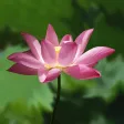 Great Compassion Mantra Great Compassion Mantra