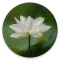 Heart Sutra