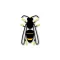 Asian Hornet Watch