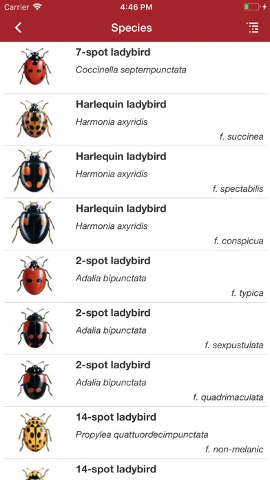 European Ladybirds স্ক্রিনশট