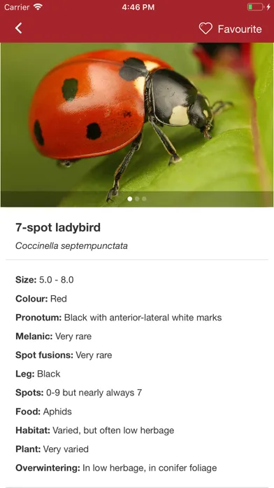 European Ladybirds স্ক্রিনশট