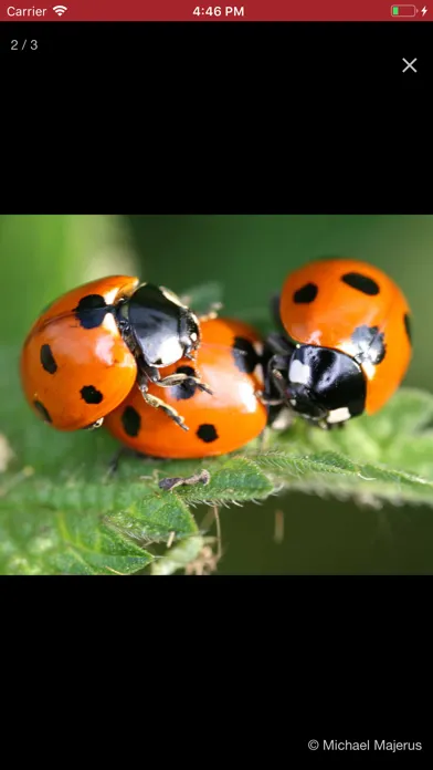 European Ladybirds স্ক্রিনশট