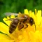 Apiarist 2019