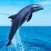 BottlenoseDolphin