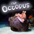 TheOctopus
