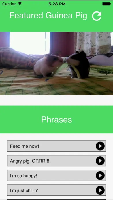 تصاویر Guinea Pig Communicator