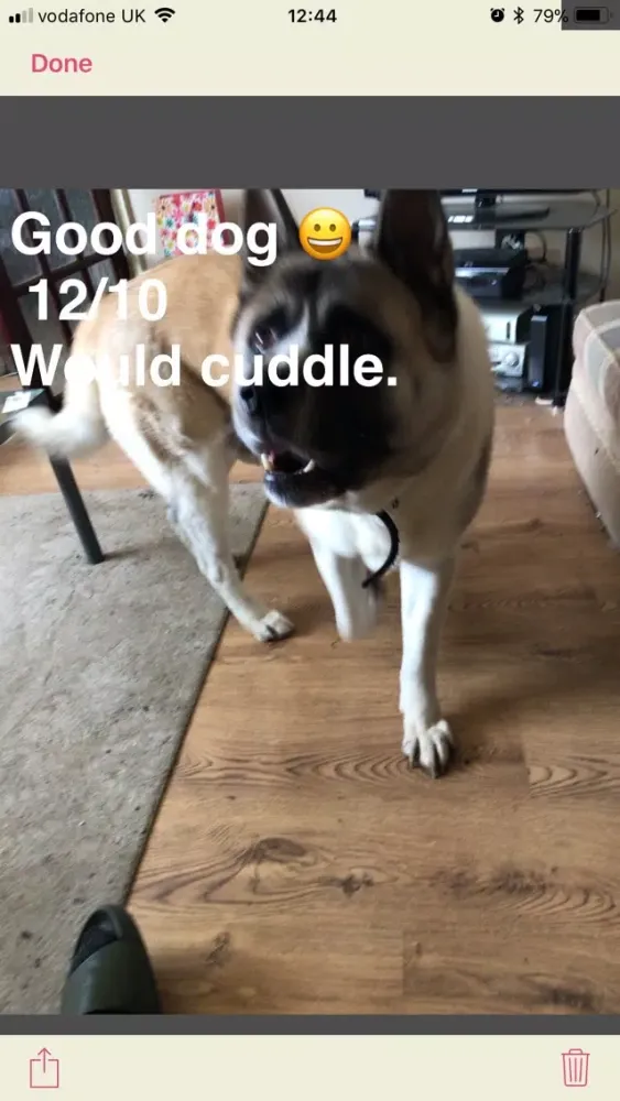 Zrzuty ekranu Dog Rater