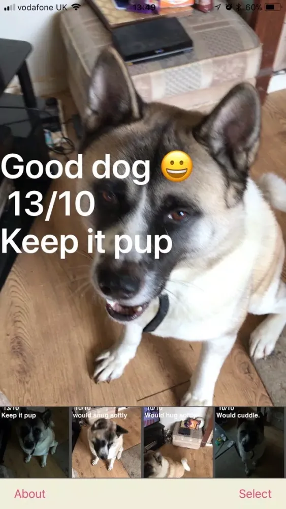 Zrzuty ekranu Dog Rater