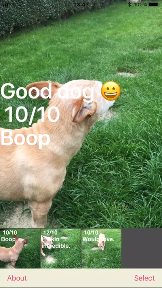 Zrzuty ekranu Dog Rater
