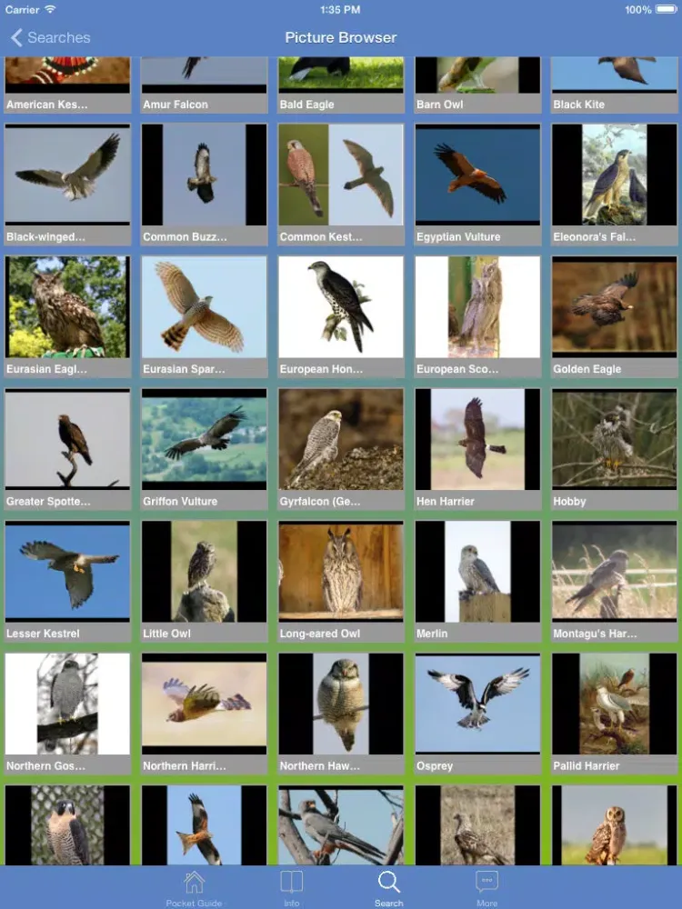 Pocket Guide UK Birds of Prey iPad  スクリーンショット