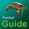 Pocket Guide UK Sea Fishing Bait