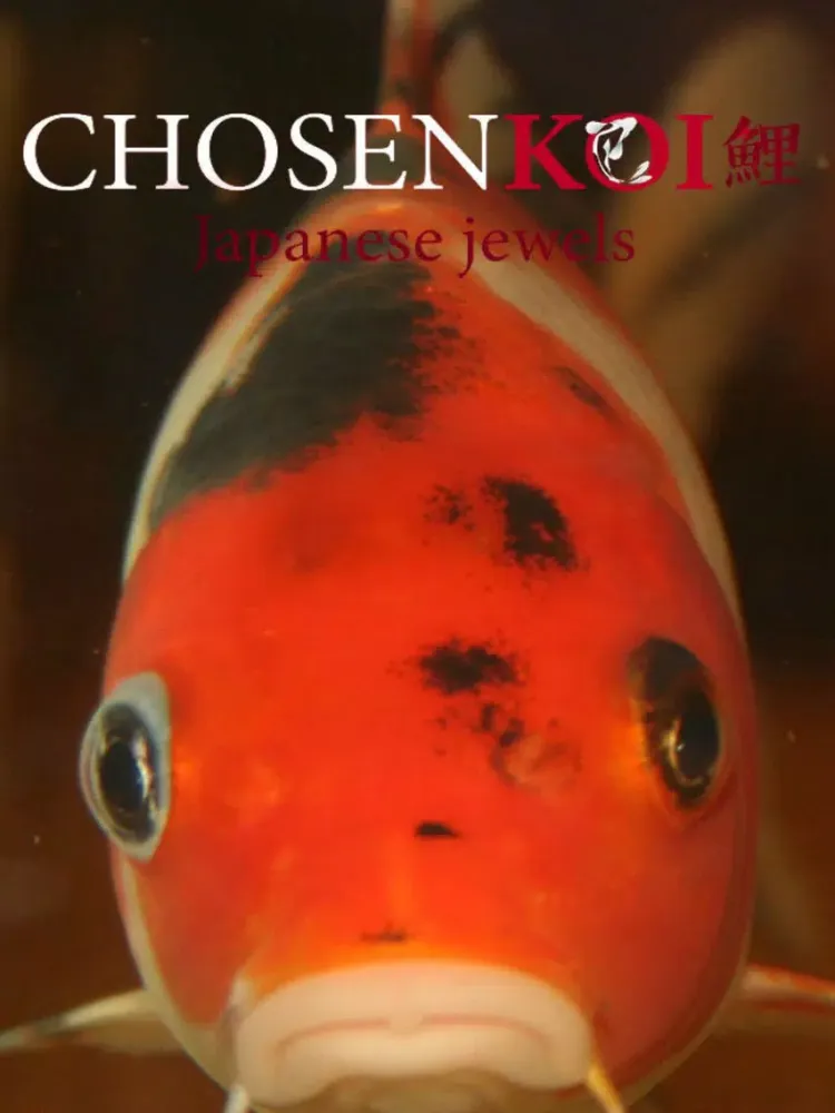 Chosen Koi iPad  Screenshots