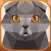 Dogs & Cats Poly Jigsaw Puzzle