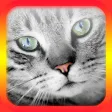 Cat Translator for Cats Cat Translator for Cats