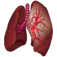 Pulmonary Auscultation Pulmonary Auscultation