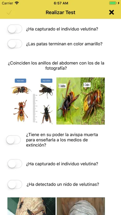 Скриншоты Vespa Velutina