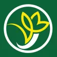 Dược Sen Vàng